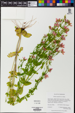 Sabatia angularis image