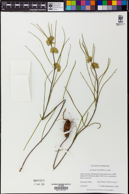 Asclepias stenophylla image
