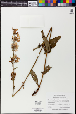 Penstemon arkansanus image