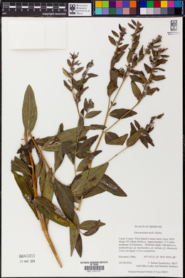 Lithospermum molle image