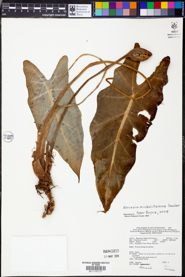 Alocasia micholitziana image