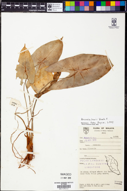 Image of Alocasia lowii