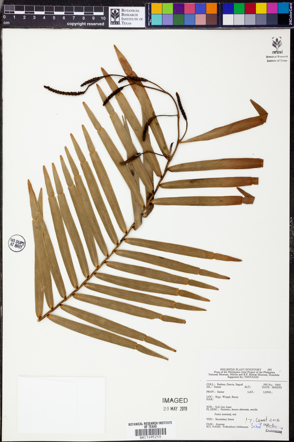 Pothoidium lobbianum image
