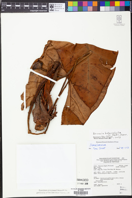 Alocasia heterophylla image
