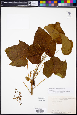 Jatropha curcas image