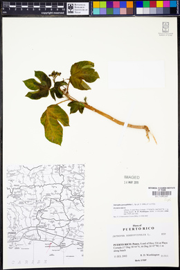 Jatropha gossypiifolia image