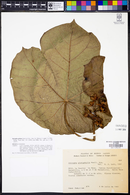 Jatropha peltata image