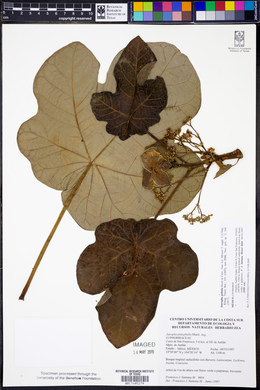 Jatropha peltata image