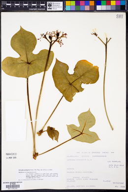 Jatropha podagrica image