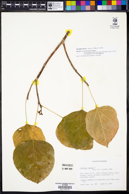 Jatropha curcas image