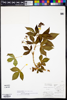 Jatropha gossypiifolia image