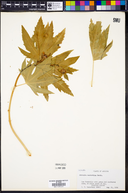 Jatropha macrorhiza image