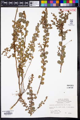 Andrachne phyllanthoides image