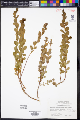 Andrachne phyllanthoides image