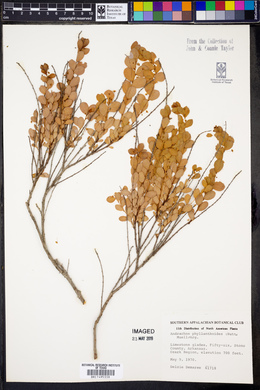 Andrachne phyllanthoides image