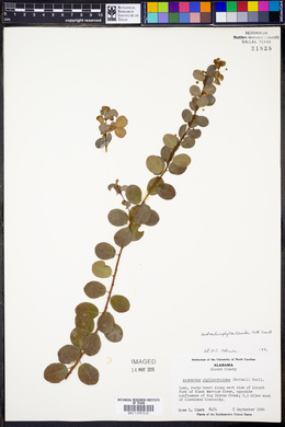 Andrachne phyllanthoides image