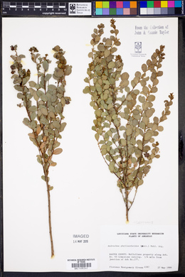 Andrachne phyllanthoides image