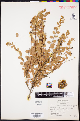 Andrachne phyllanthoides image