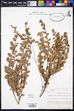 Leptopus phyllanthoides image