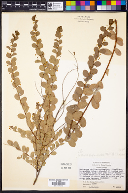 Leptopus phyllanthoides image