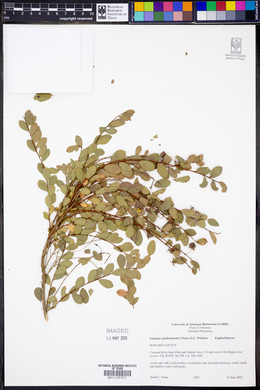 Leptopus phyllanthoides image