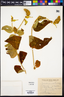 Croton flavispicatus image