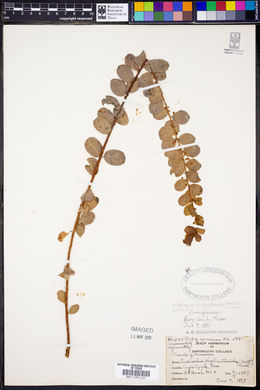Leptopus phyllanthoides image