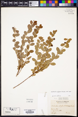 Andrachne phyllanthoides image