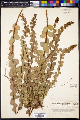 Leptopus phyllanthoides image