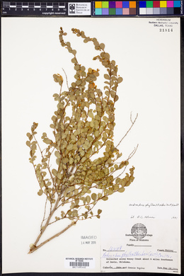 Andrachne phyllanthoides image