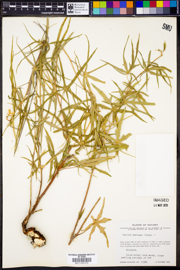 Manihot rhomboidea subsp. rhomboidea image