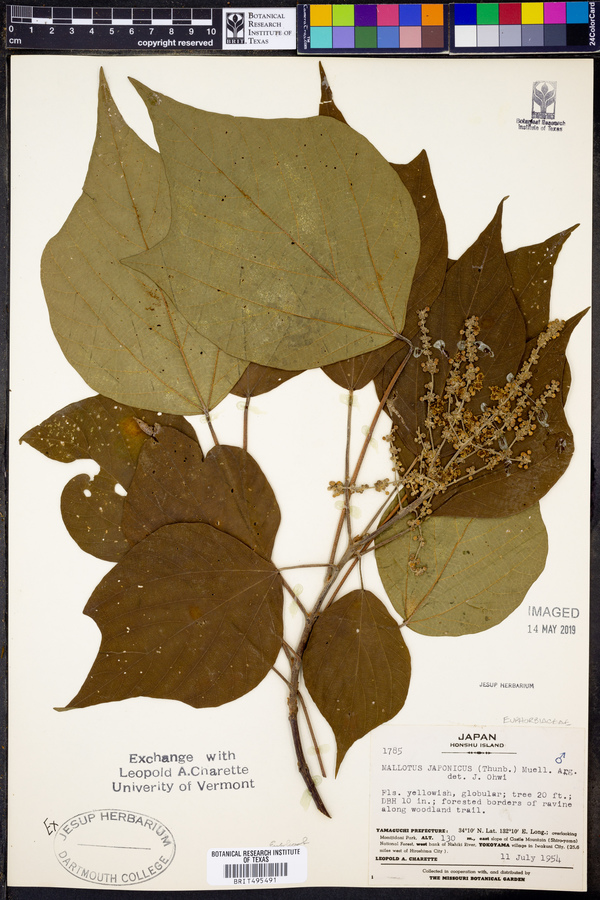 Mallotus japonicus image