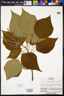 Mallotus japonicus image