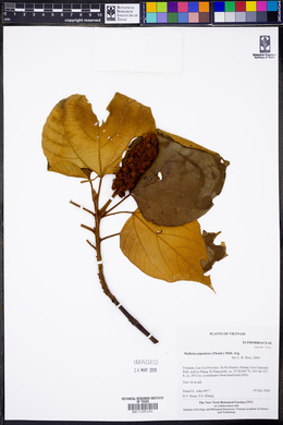 Mallotus japonicus image