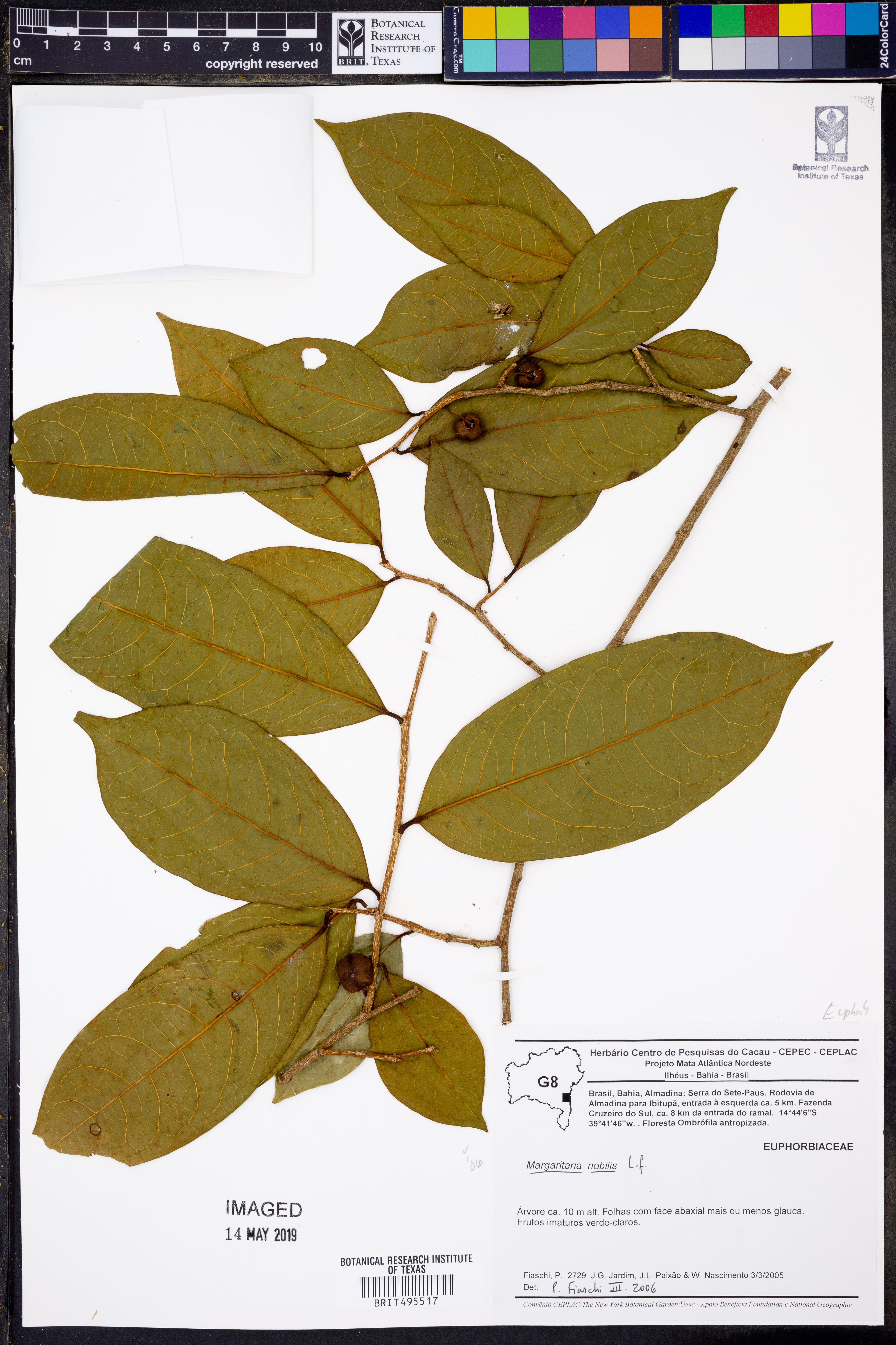 Margaritaria nobilis