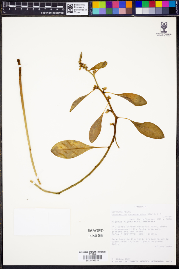 Euphorbia neoparviflora image