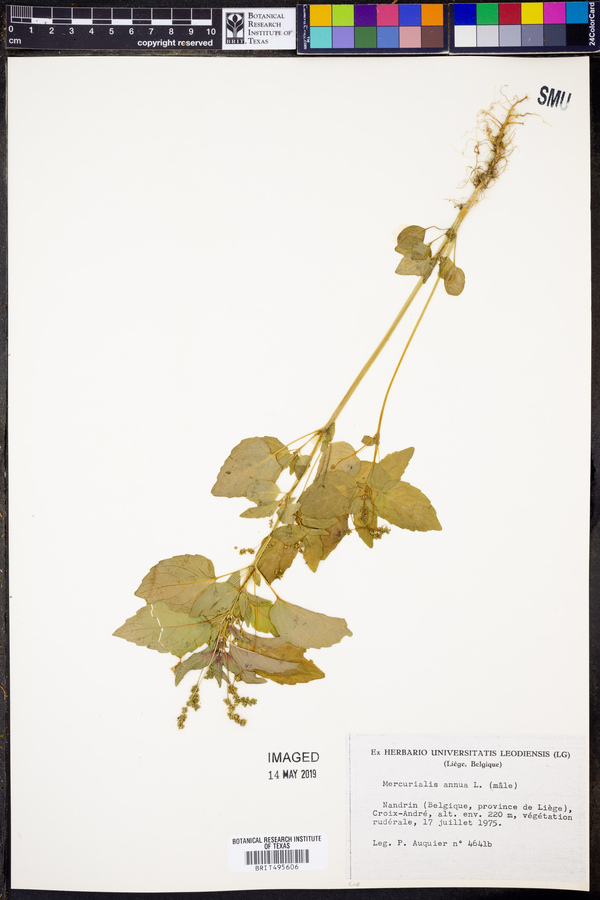 Mercurialis annua image