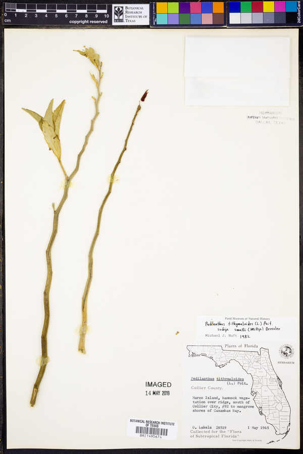 Pedilanthus tithymaloides subsp. smallii image