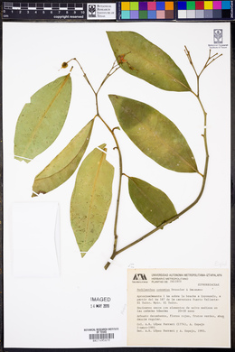 Image of Euphorbia colligata