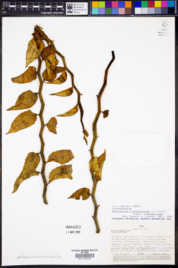 Pedilanthus tithymaloides subsp. tithymaloides image