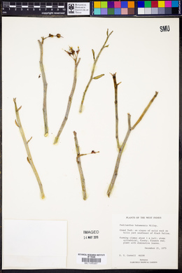 Euphorbia tithymaloides subsp. bahamensis image