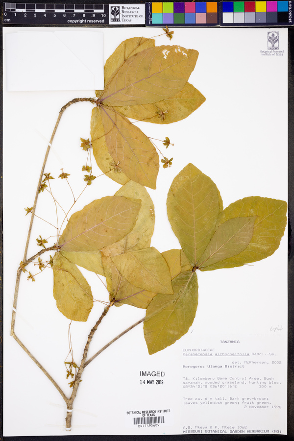 Paranecepsia alchorneifolia image