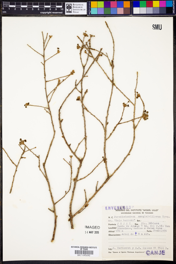 Parodiodendron marginivillosum image