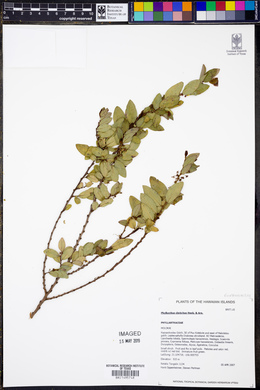 Phyllanthus distichus image