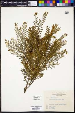 Phyllanthus myrtifolius image