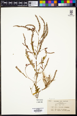 Emblica urinaria image