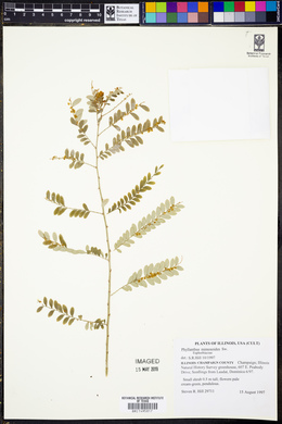 Phyllanthus mimosoides image