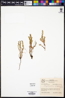 Phyllanthus polygonoides image