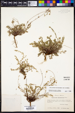 Phyllanthus polygonoides image