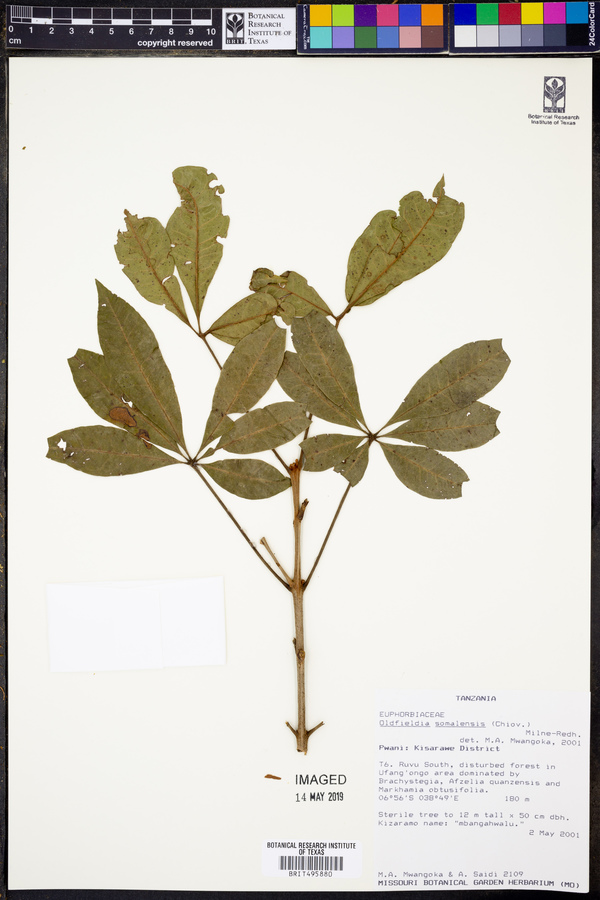 Oldfieldia somalensis image